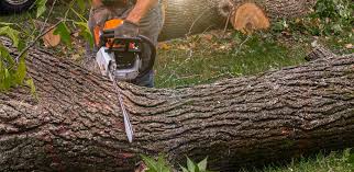  South Hutchinson, KS Tree Removal Services Pros